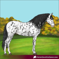 Horse Color:Black Tobiano Appaloosa