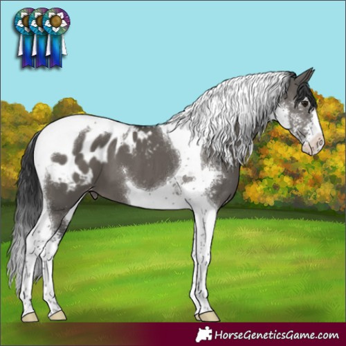 Horse Color:Grullo Sabino Tobiano Blanket 