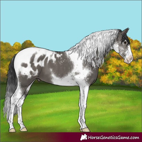 Horse Color:Grullo Sabino Tobiano Appaloosa 