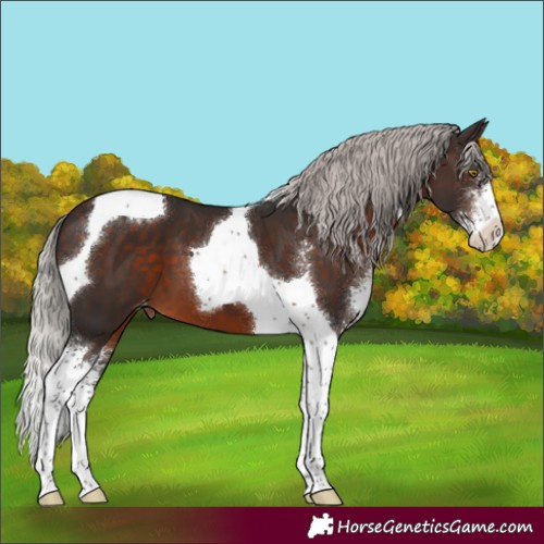 Horse Color:Silver Brown Sabino Tobiano Appaloosa 