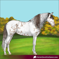 Horse Color:Classic Champagne Tobiano Near Leopard 