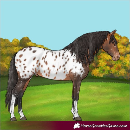 Horse Color:Bay Tobiano Appaloosa 