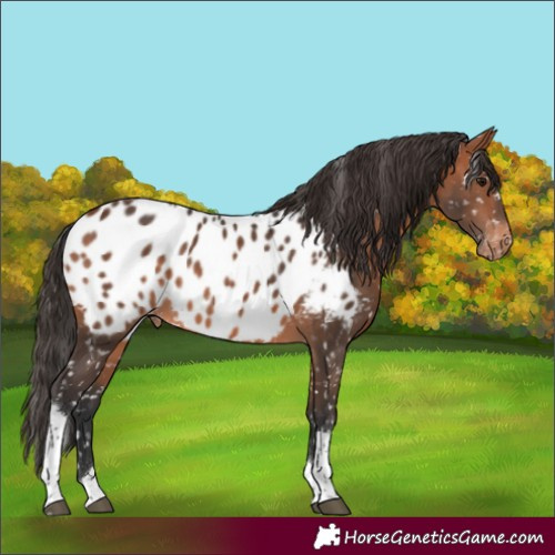 Horse Color:Bay Tobiano Near Leopard 