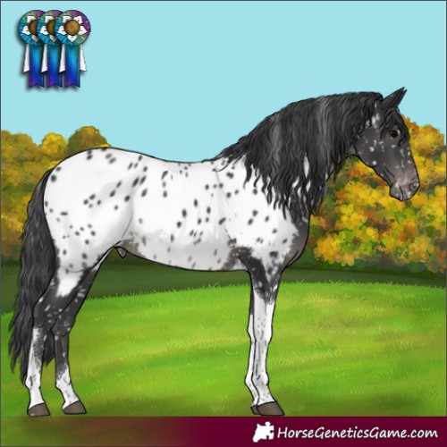 Horse Color:Black Tobiano Appaloosa