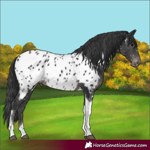Horse Color:Black Tobiano Appaloosa 