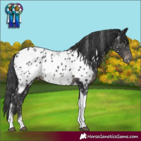 Horse Color:Black Tobiano Appaloosa 