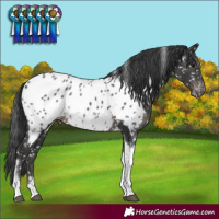 Horse Color:Black Tobiano Near Leopard 