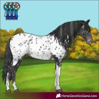 Horse Color:Black Tobiano Appaloosa
