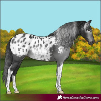 Horse Color:Gray Black Tobiano Appaloosa 