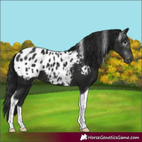 Horse Color:Gray Black Tobiano Appaloosa 