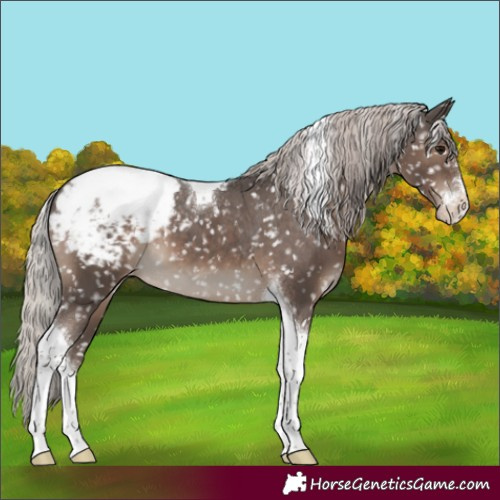 Horse Color:Silver Black Sabino Tobiano Appaloosa