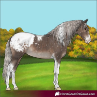Horse Color:Silver Black Sabino Tobiano Appaloosa
