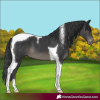 Horse Color:Black Tobiano Varnish 