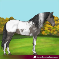 Horse Color:Grullo Tobiano Appaloosa