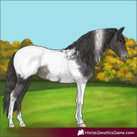 Horse Color:Black Tobiano Appaloosa