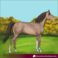 Horse Color:Sable Champagne Tobiano 