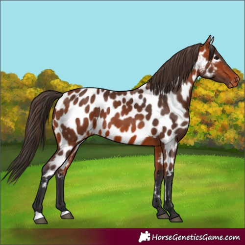 Horse Color:Bay Appaloosa 