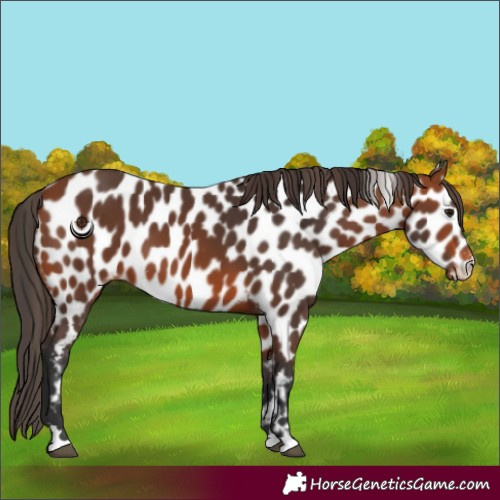 Horse Color:Bay Leopard