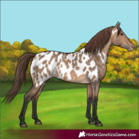 Horse Color:Bay Dun Appaloosa 