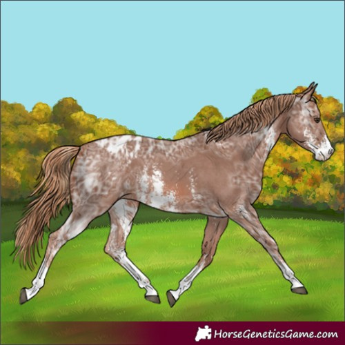 Horse Color:Chestnut Ice Sabino Appaloosa 