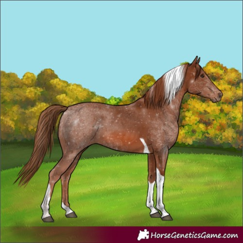 Horse Color:Chestnut Tobiano 