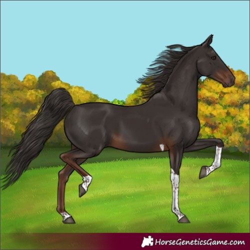 Horse Color:Liver Chestnut Tobiano 
