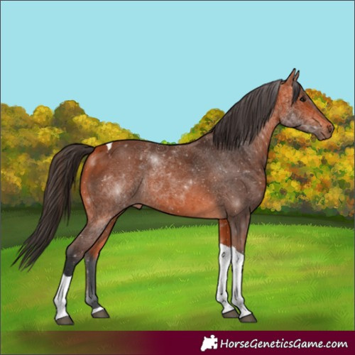 Horse Color:Bay Tobiano 
