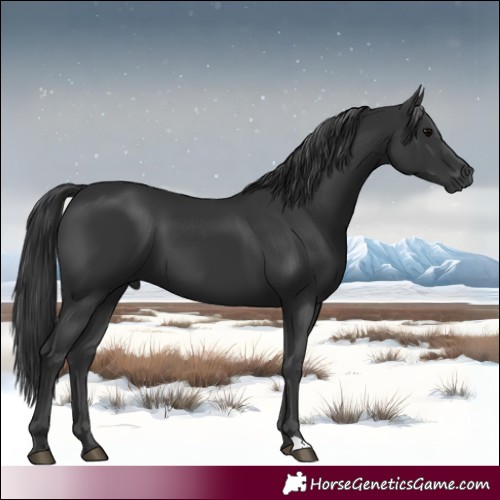 Horse Color:Black 