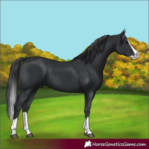 Horse Color:Black Splash 
