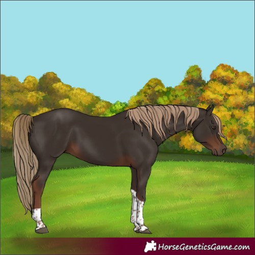 Horse Color:Liver Chestnut Tobiano