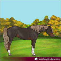 Horse Color:Liver Chestnut Tobiano
