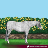 Horse Color:Blue Roan Sabino Splash and Blue Roan Sabino Splash