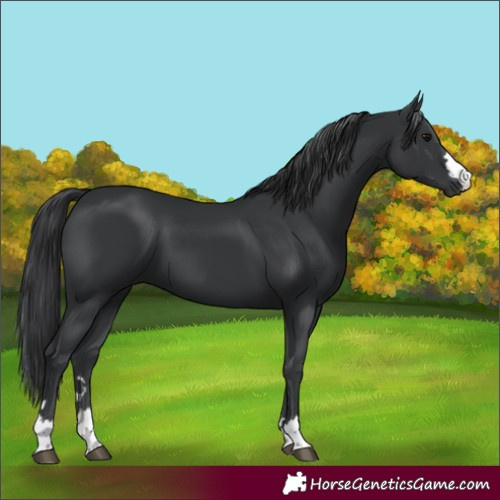 Horse Color:Black 
