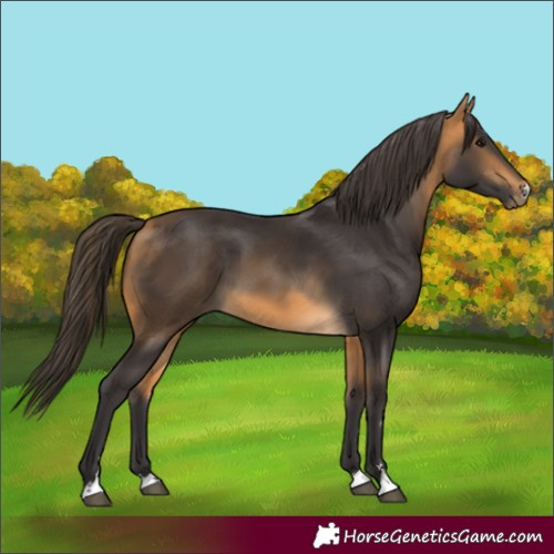 Horse Color:Buckskin 