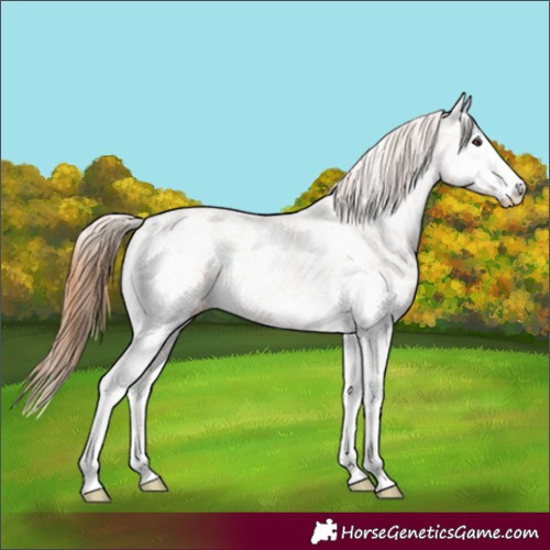 Horse Color:White Spotted Chestnut 