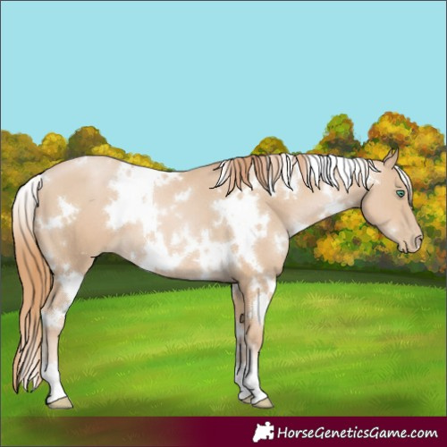 Horse Color:White Spotted Smoky Black Pearl 