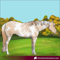 Horse Color:White Spotted Smoky Black Pearl 