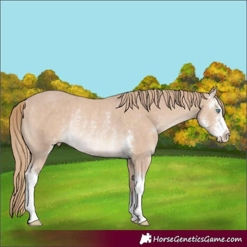 Horse Color:Smoky Creme Sabino Rabicano 