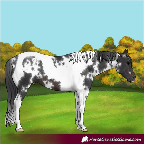 Horse Color:White Spotted Brown Tobiano 