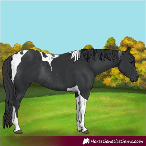 Horse Color:Black Tobiano Rabicano 