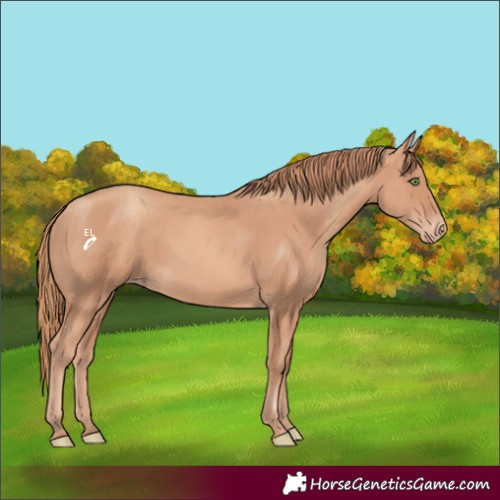 Horse Color:Gold Champagne Appaloosa Rabicano