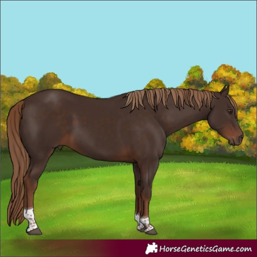Horse Color:Liver Chestnut Tobiano 