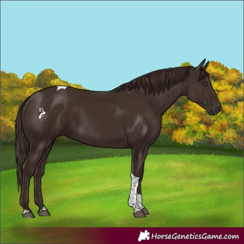 Horse Color:Liver Chestnut Tobiano 