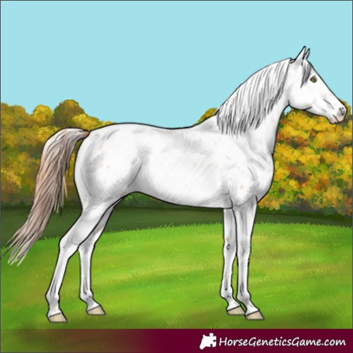 Horse Color:Gold Champagne Roan Leopard and Gold Champagne Roan Fewspot