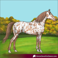 Horse Color:Gold Champagne Near Leopard and Gold Champagne Near Leopard
