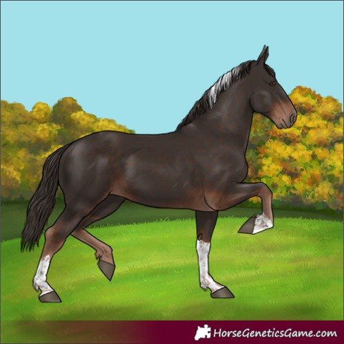 Horse Color:Liver Chestnut Tobiano 