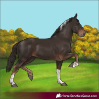 Horse Color:Liver Chestnut Tobiano