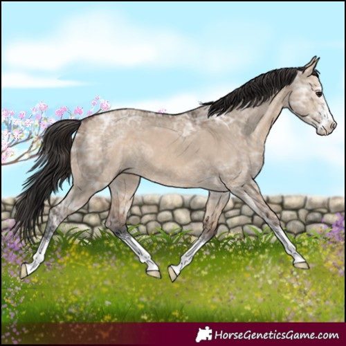 Horse Color:Brown Ice Dun Sabino 