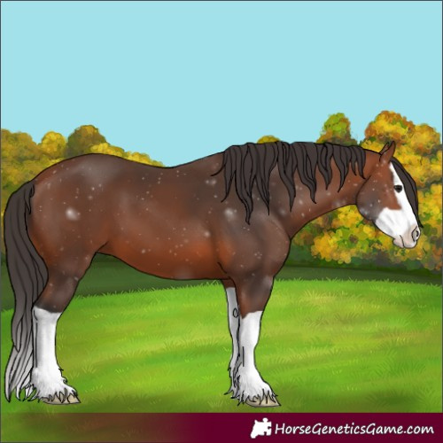 Horse Color:Bay Splash