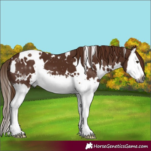 Horse Color:Gray White Spotted Chestnut Splash 